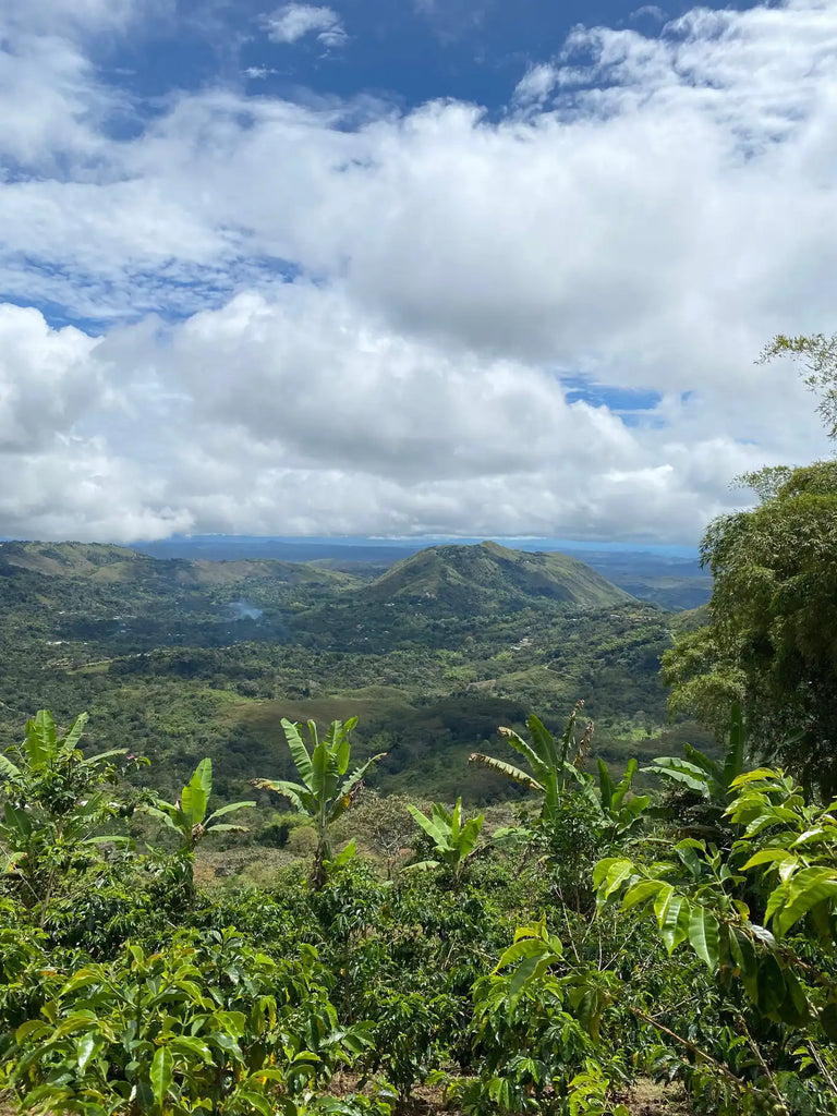 Frank Torres and 100-hour Anaerobic Natural Fermentation