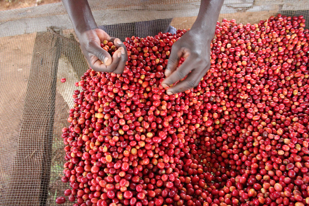 Origin Deep Dive: Burundi