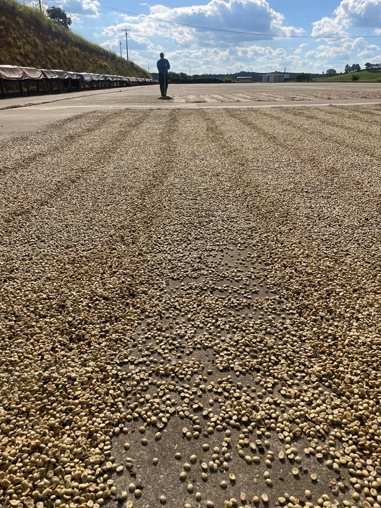 Processing Deep Dive: Pulped Natural