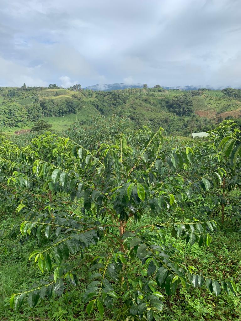 Coffee Varietals Deep Dive: Pink Bourbon