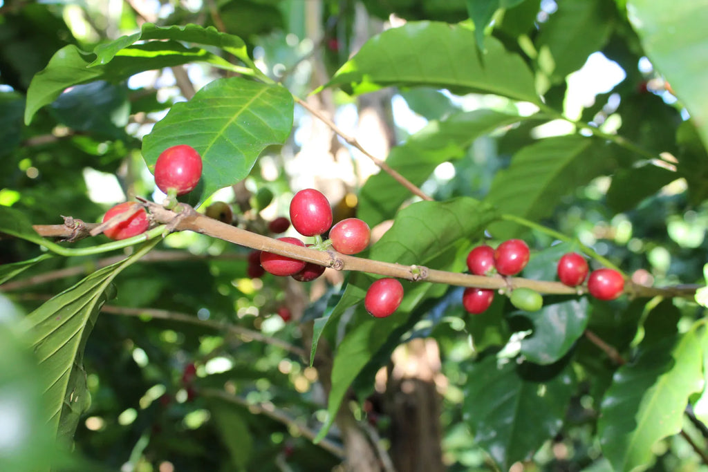 Varietal Deep Dive: Obata