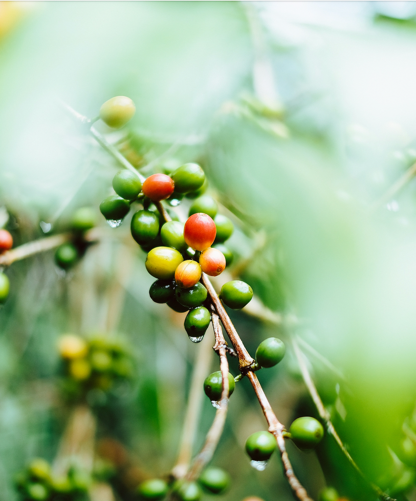 Coffee Origin Deep Dive: Guatemala