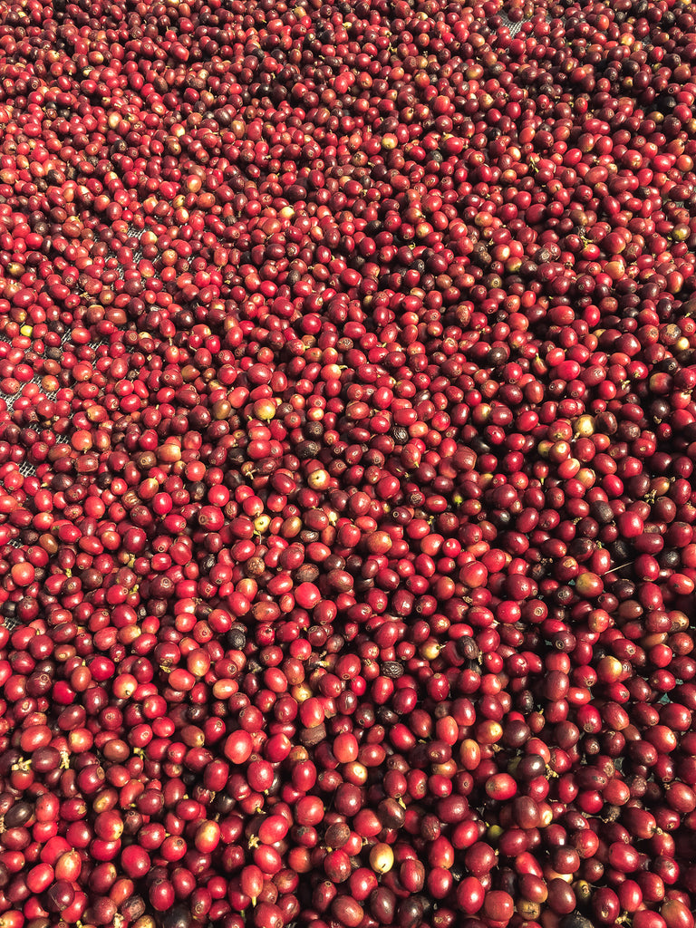 Does China Grow Coffee? Here's what you need to know: