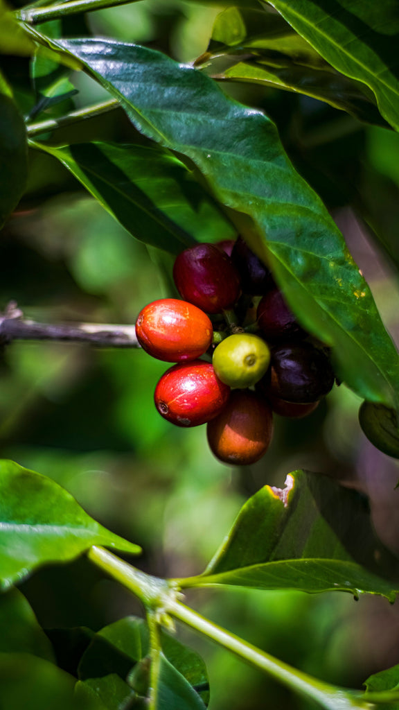 Origin Deep Dive: Honduras