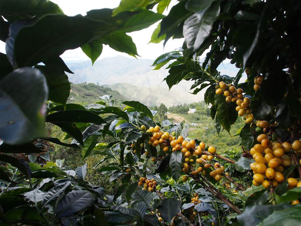 Origin Deep Dive: Colombia