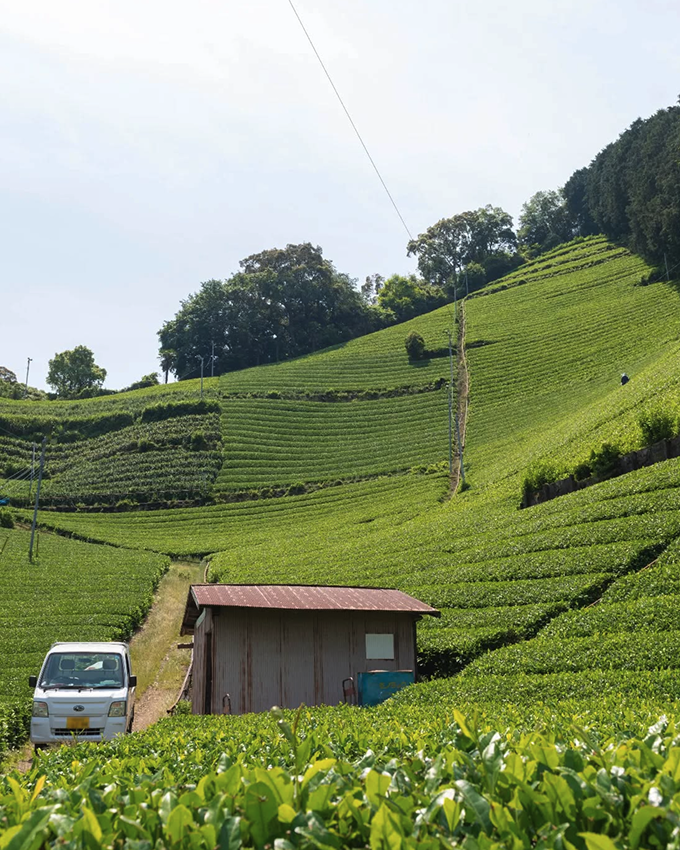 Hokusan Tea Canada